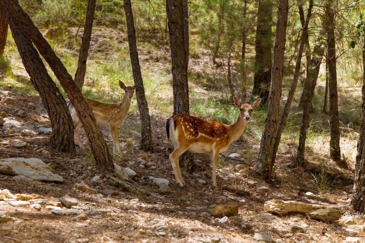 Kampaoh Cazorla Otel Casa El Valle Dış mekan fotoğraf